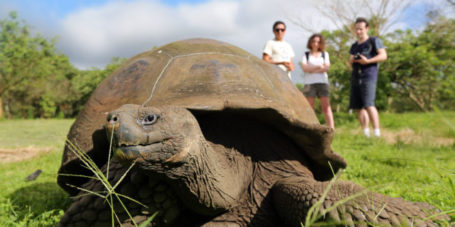 Riesenschildkröte voraus auf Galapagos